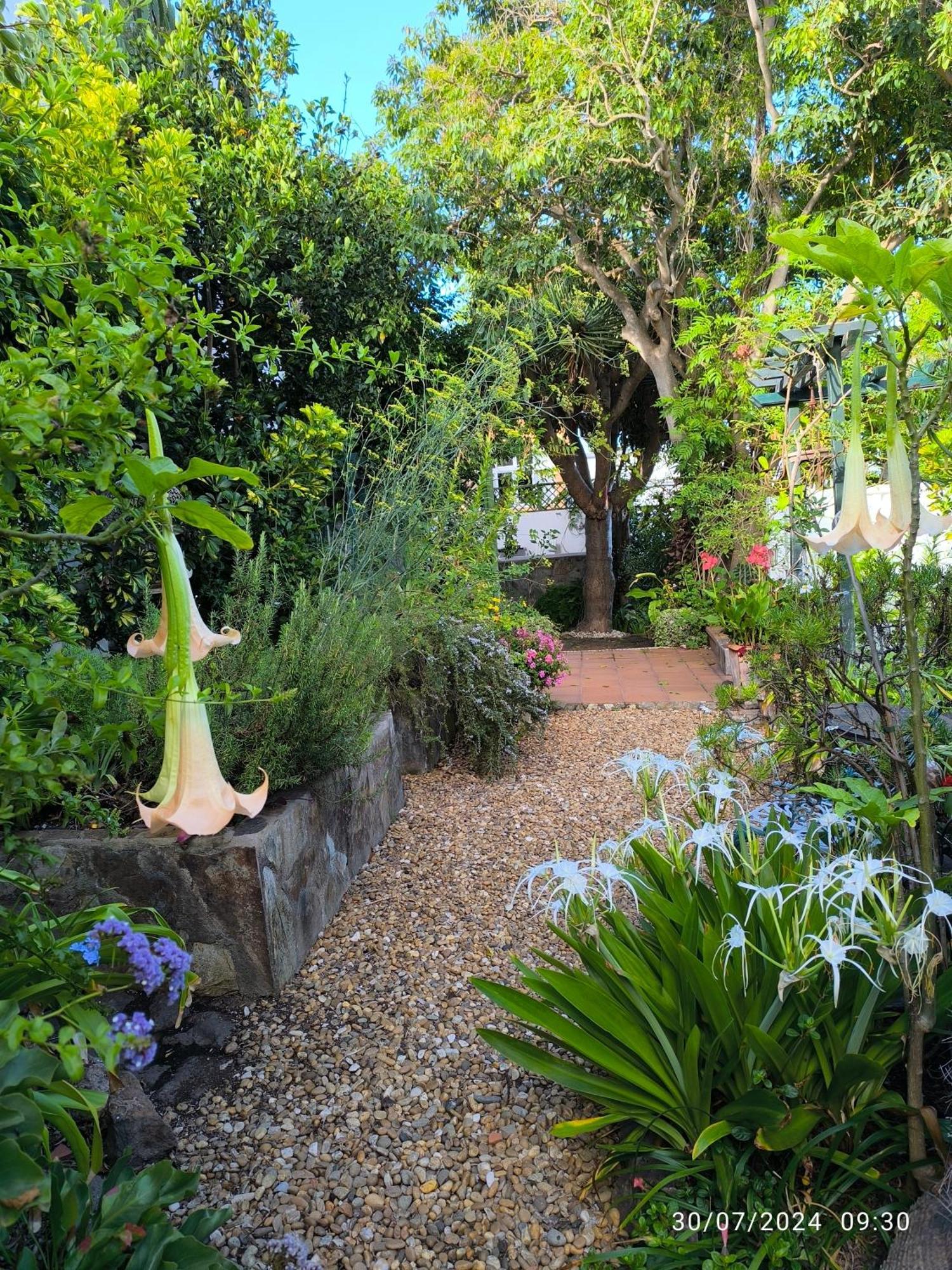 Casa Flora Garden Studio Sauzal Exterior foto